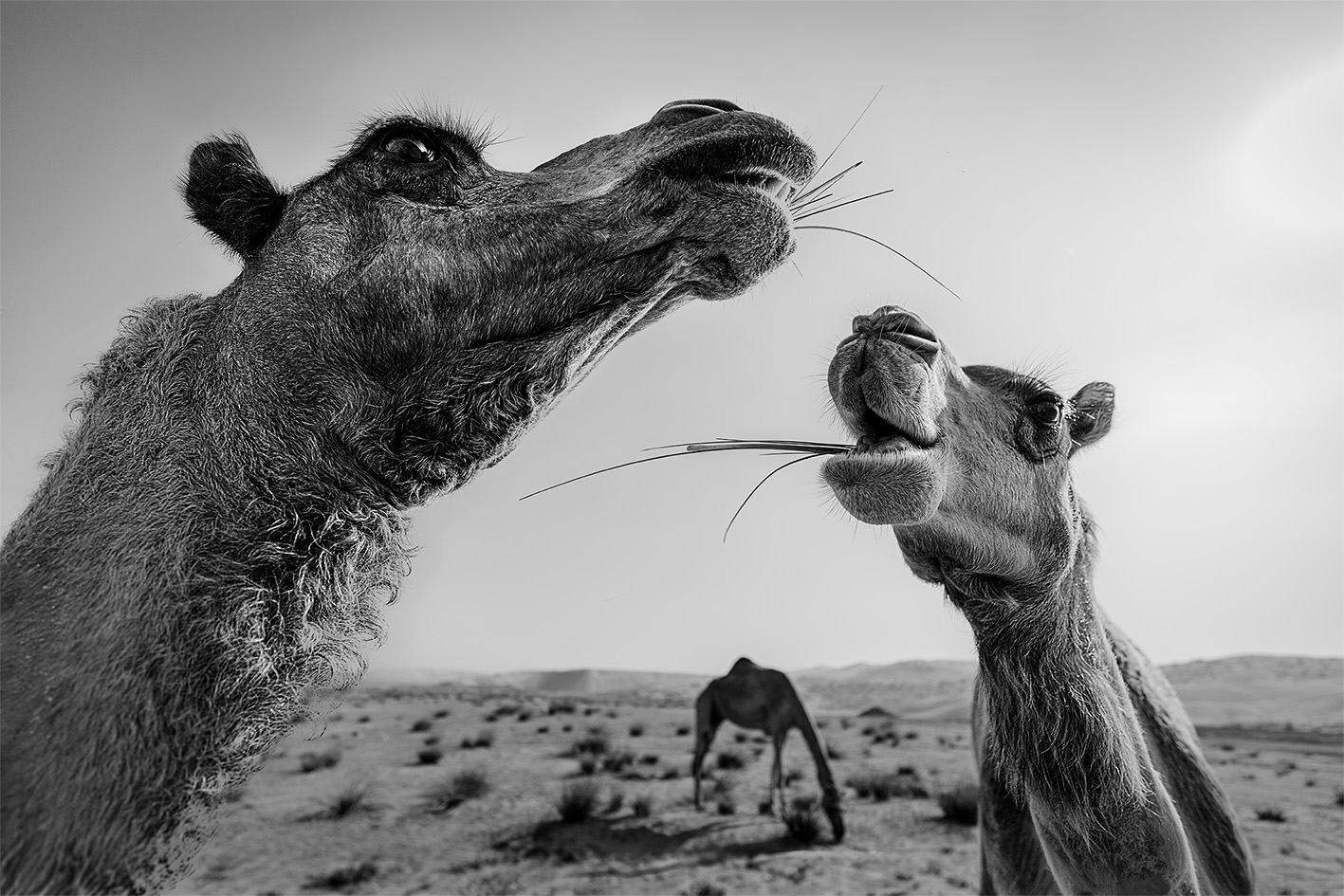 David Learman Photography