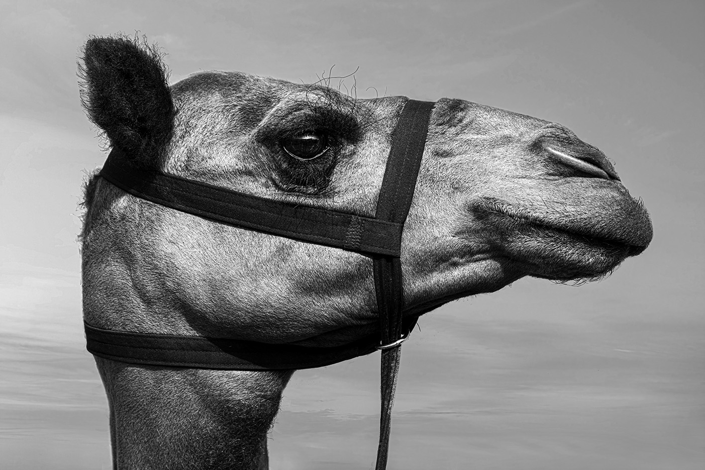 Al Sawan, Ras Al Khaimah, United Arab Emirates
